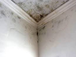 Best Mold Prevention Services  in Littlerock, CA