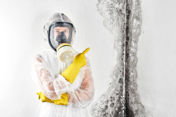 Best Comprehensive Air Testing for Mold Contaminants  in Littlerock, CA